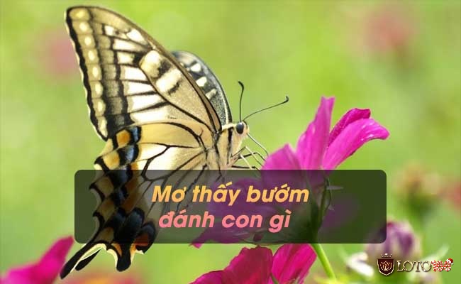 Mơ thấy bướm đánh con gì?