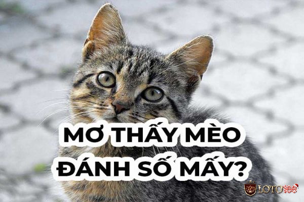 Mơ thấy mèo đánh con gì?