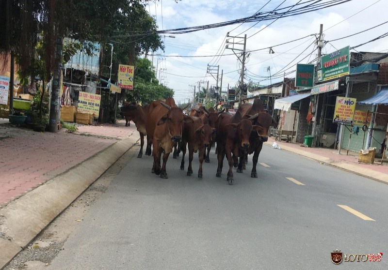 Nằm mơ thấy bạn bị đàn bò đuổi là có người ganh ghét