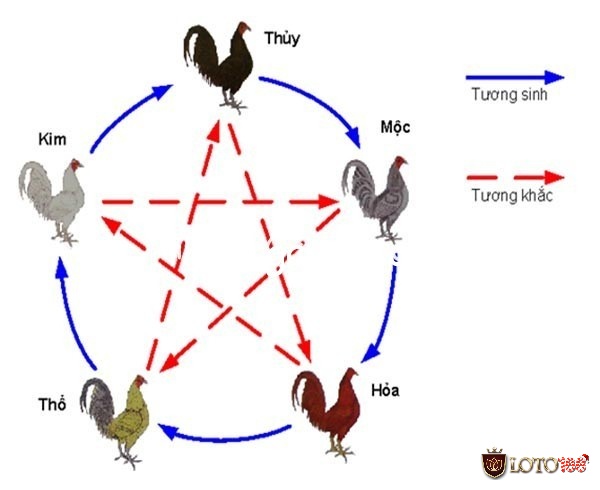 Nguyên tắc ngũ hành giúp anh em có thể nhận biết được màu gà thịnh vượng trong từng mùa từ đó dễ dàng lựa chọn và mang lại kết quả tốt cho trận đấu.