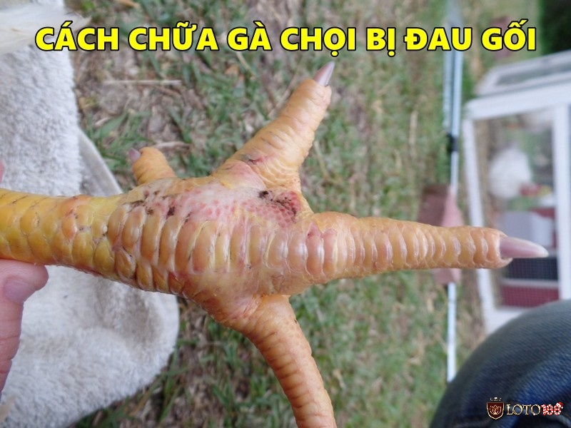 Cách chữa gà chọi bị đau gối là thực hiện xoa bóp và massage chân gà 