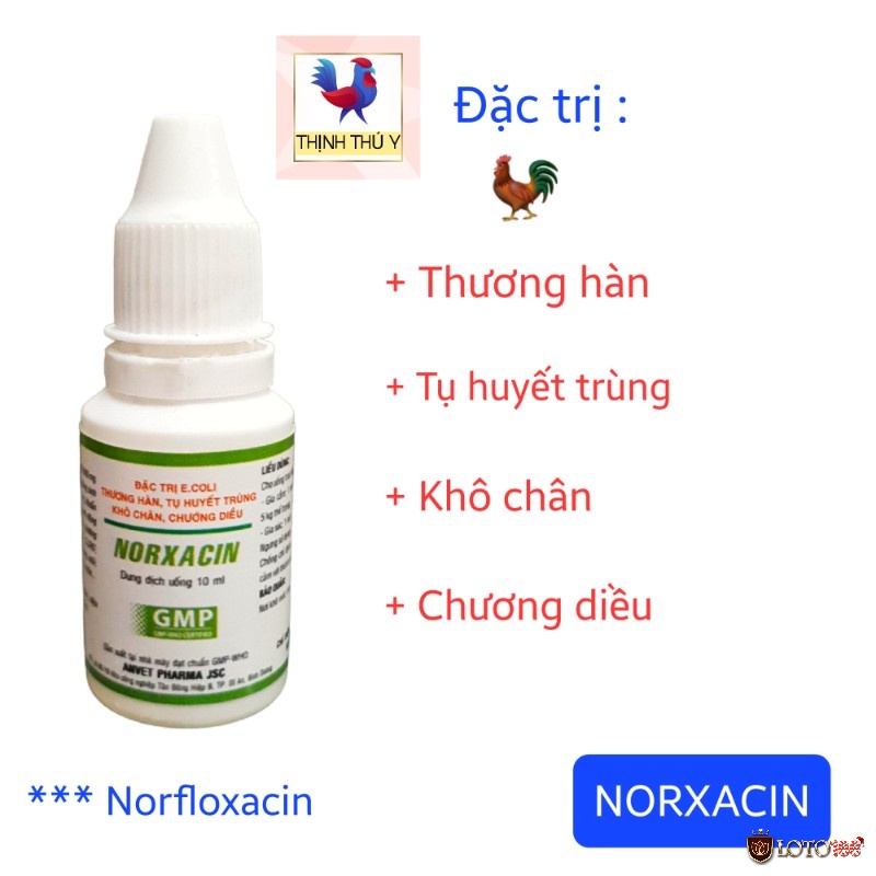 Cách chữa gà chọi bị sưng phù mặt tiêm NORFLOXACIN vào vùng bắp