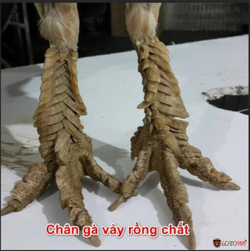 Đặc điểm của gà đá vảy rồng