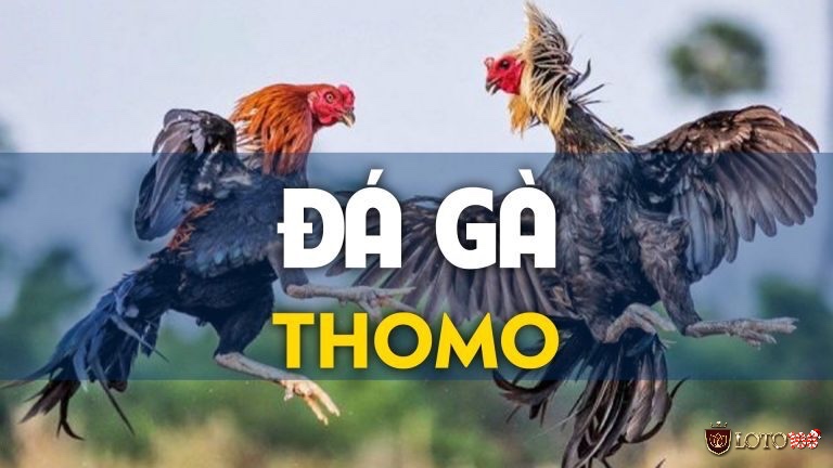 Tìm hiểu về những lưu ý quan trọng khi tham gia đá gà thomo là gì nhé